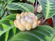 Load image into Gallery viewer, Echeveria Fiona flower
