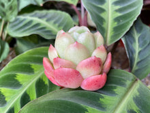 Load image into Gallery viewer, Echeveria agavoides sp
