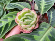 Load image into Gallery viewer, Echeveria agavoides sp flower
