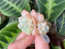 Load image into Gallery viewer, Echeveria Ice green - Cluster flower
