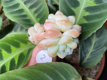 Load image into Gallery viewer, Echeveria Ice green flower
