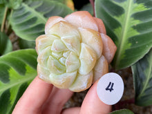 Load image into Gallery viewer, Echeveria Ice green - Cluster | 冰玉群
