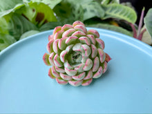 Load image into Gallery viewer, Echeveria Mexensis Zalagosa sp
