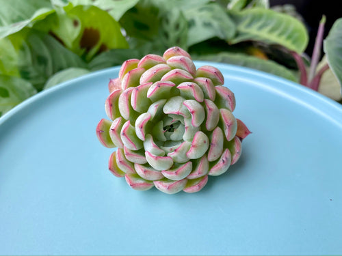 Echeveria Mexensis Zalagosa sp