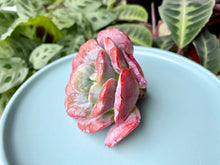 Load image into Gallery viewer, Echeveria Hearts Delight image
