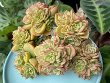 Load image into Gallery viewer, Echeveria Rolly flower
