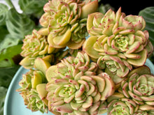 Load image into Gallery viewer, Echeveria Rolly image
