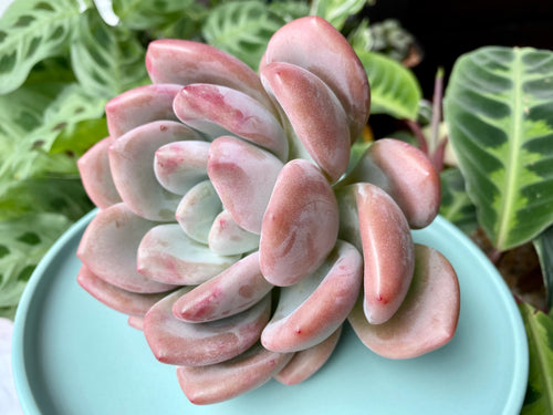 graptoveria opalina