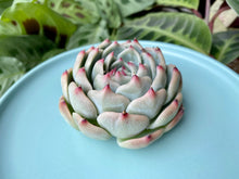 Load image into Gallery viewer, Echeveria chihuahuaensis image
