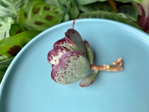 Adromischus Triflorus 'Calico Hearts'