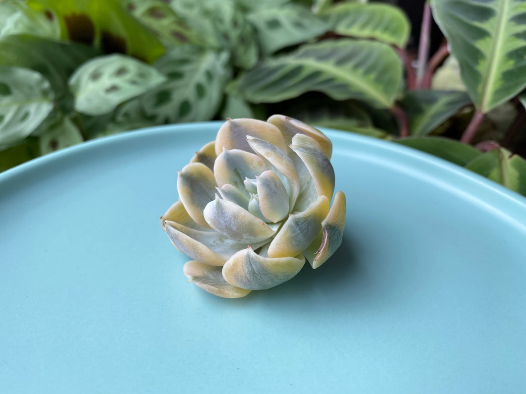 Echeveria runyonii variegata