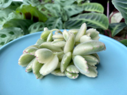 Cotyledon ladismithiensis f.variegata