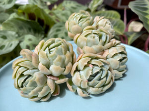 Echeveria Twin Berry flower