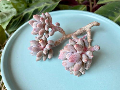 Pachyphytum Machucae 'Baby Fingers'