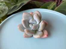 Load image into Gallery viewer, Pachyphytum cv Frevel
