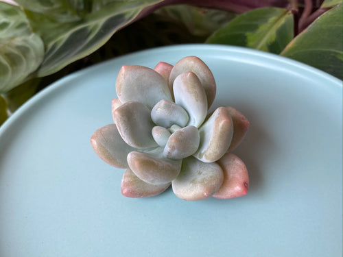 Pachyphytum cv Frevel