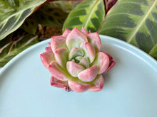 Load image into Gallery viewer, Echeveria spp. (Rouge) flower

