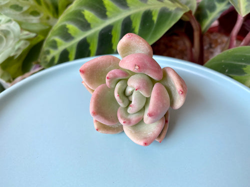 Echeveria avocado cream