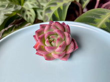 Load image into Gallery viewer, Echeveria spp. (Red wine)
