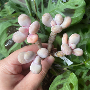 Pachyphytum spp.