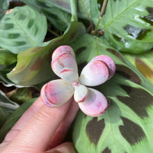 Load image into Gallery viewer, Cotyledon orbiculata cv variegated 
