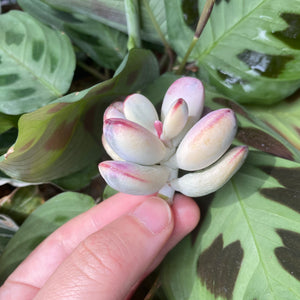 orbiculata cv variegated