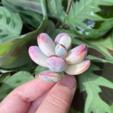 Load image into Gallery viewer, Cotyledon orbiculata cv variegated flower
