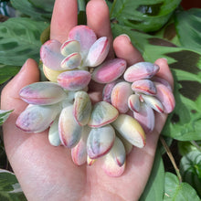 Load image into Gallery viewer, Cotyledon orbiculata cv variegated
