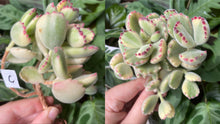 Load image into Gallery viewer, Cotyledon tomentosa f. variegata 
