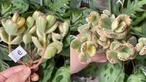 tomentosa f. variegata