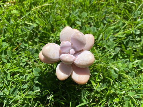 Graptopetalum amethystinum