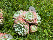 Load image into Gallery viewer, Echeveria Tina
