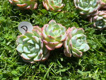Load image into Gallery viewer, Echeveria Tina white flower
