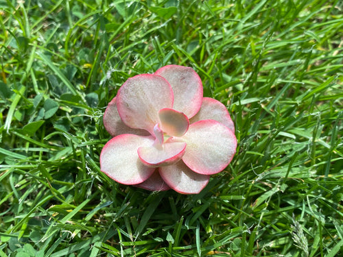 Echeveria Suyon variegated