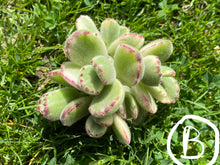 Load image into Gallery viewer, Cotyledon tomentosa f. variegata best image
