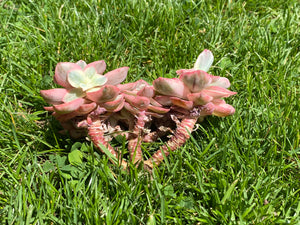 Echeveria Suyon variegated flower