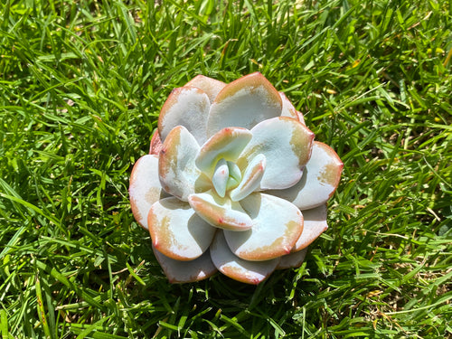 Echeveria Creamtea