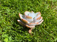 Load image into Gallery viewer, Echeveria Creamtea flower
