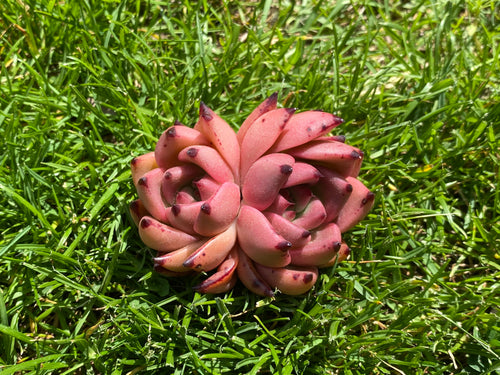 Echeveria Honey Pink