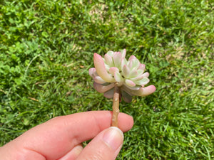 Sedum Joyce tulloch variegated flower