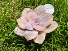 Load image into Gallery viewer, Variegated Graptopetalum pentandrum flower
