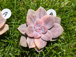 Variegated Graptopetalum pentandrum flower
