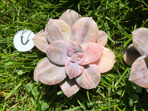 Variegated Graptopetalum flower