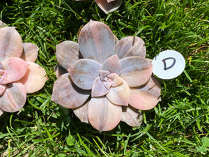 Variegated Graptopetalum pentandrum ssp. superbum