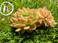 Load image into Gallery viewer, Echeveria Agavoides Red Gilva hyb crested flower
