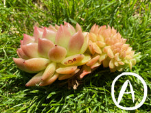 Load image into Gallery viewer, Echeveria Agavoides Red Gilva hyb crested
