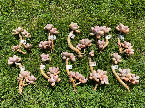 Graptopetalum amethystinum - Small Cluster