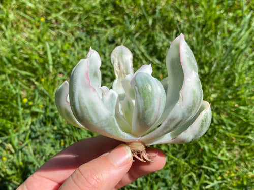 Echeveria Berkeley Light