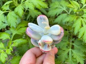 Cotyledon flower