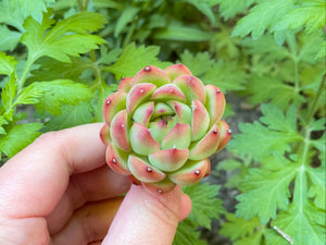 Echeveria ball - single Head flower